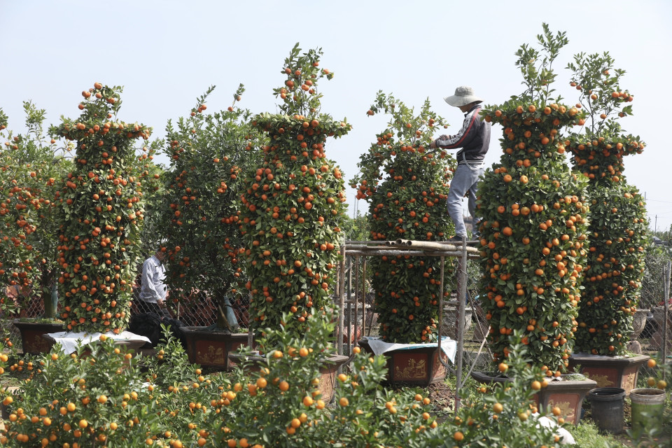 Ngoài quất lục bình, nhiều hộ tại Văn Giang còn trồng quýt, tạo thế lục bình phục vụ khách dịp tết. (Ảnh: Minh Quyết/TTXVN)