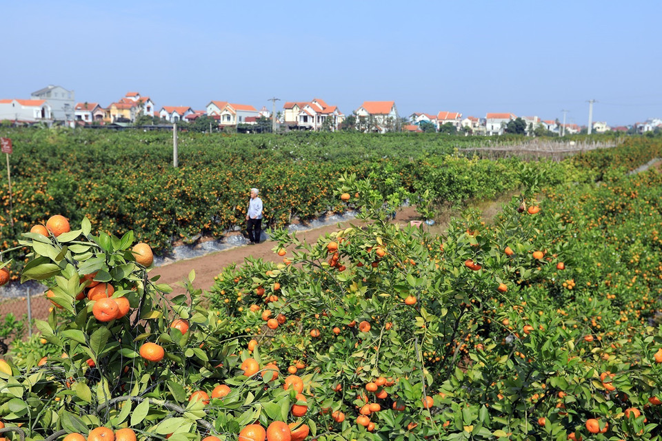 Huyện Văn Giang chủ yếu trồng quất và bưởi, cam cảnh được đưa đi bán các tỉnh, thành lân cận, thậm chí nhiều tỉnh miền Nam mỗi dịp xuân về. (Ảnh: Tuấn Anh/TTXVN)