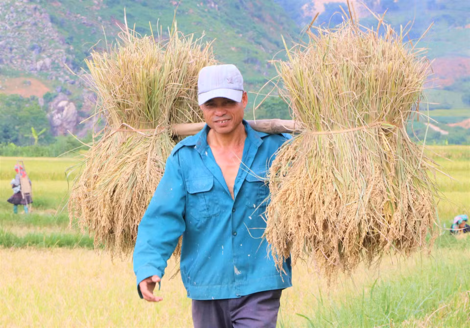 Người nông dân phấn khởi khi vụ lúa Đông Xuân năm nay được mùa. (Ảnh: Nguyễn Oanh/TTXVN)
