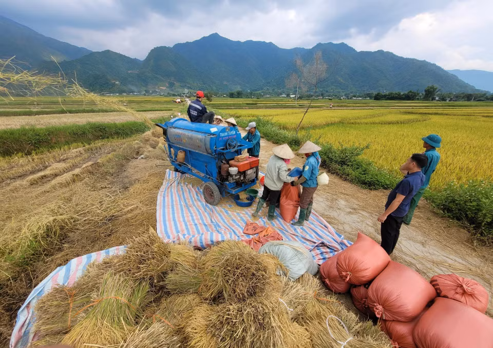 Trong tổng số hơn 2.044ha lúa vụ Đông Xuân năm nay của huyện Than Uyên, đến thời điểm này, bà con đã thu hoạch được khoảng 1/4 diện tích. (Ảnh: Nguyễn Oanh/TTXVN)