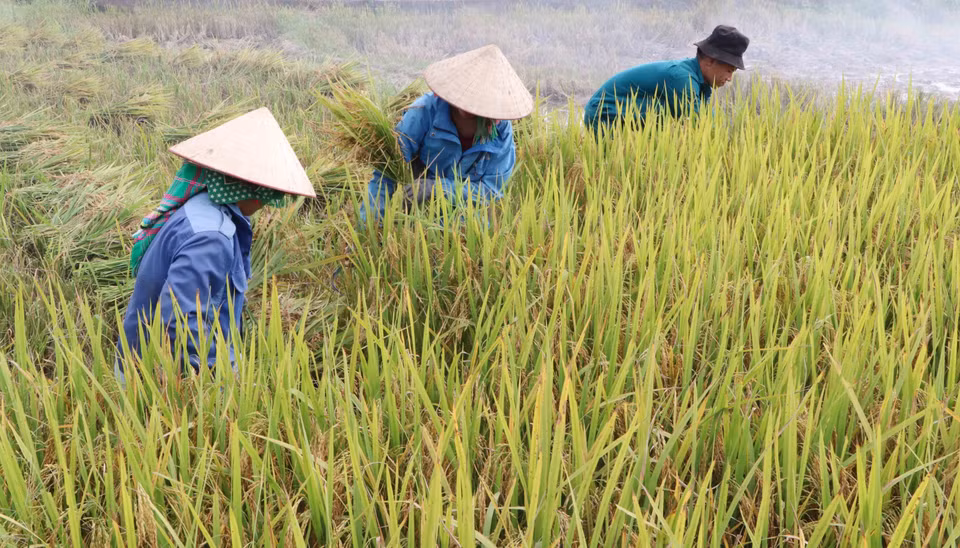 Nông dân xã Mường Than, huyện Than Uyên, tỉnh Lai Châu đang vào vụ thu hoạch lúa Đông Xuân. (Ảnh: Nguyễn Oanh/TTXVN)