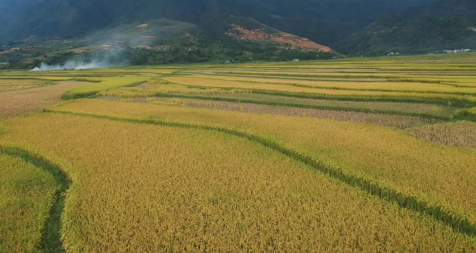 Cánh đồng Mường Than vào mùa gặt. (Ảnh: Nguyễn Oanh/TTXVN)