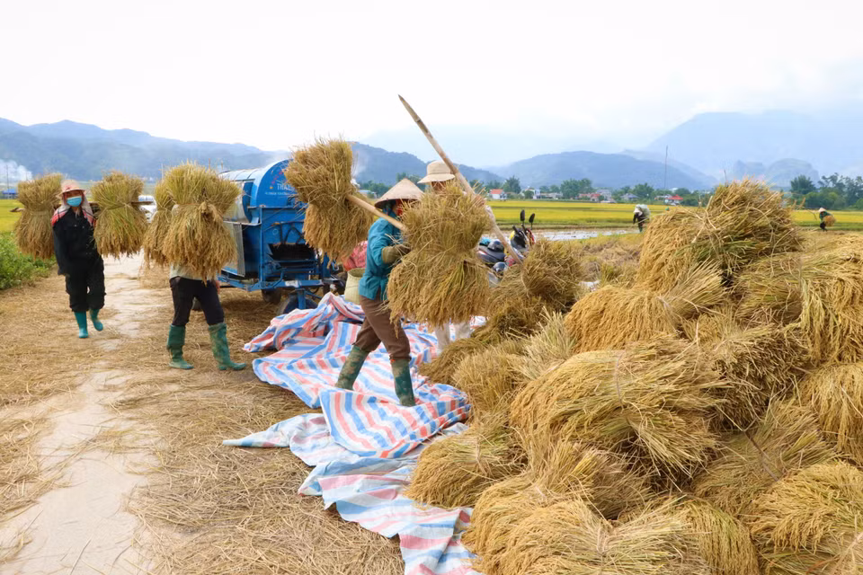 Bà con nông dân tất bật thu hoạch lúa cho kịp thời vụ. (Ảnh: Nguyễn Oanh/TTXVN)