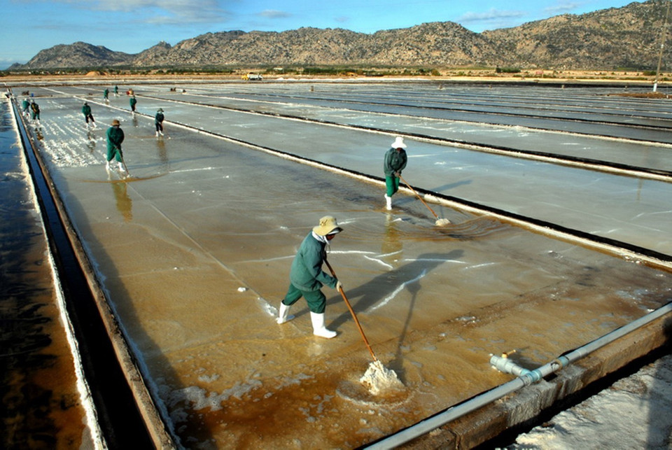 Theo đề án phát triển ngành muối của Chính phủ, Ninh Thuận sẽ là vùng trọng điểm tập trung sản xuất muối quy mô công nghiệp ở Nam Trung bộ để đáp ứng nhu cầu cho ngành công nghiệp hóa chất, nguyên liệu cho chế biến muối tinh cao cấp. Đến năm 2030, Ninh Thuận sẽ là địa phương dẫn đầu về quy mô diện tích và sản lượng muối của cả nước. (Ảnh: Danh Lam/TTXVN)