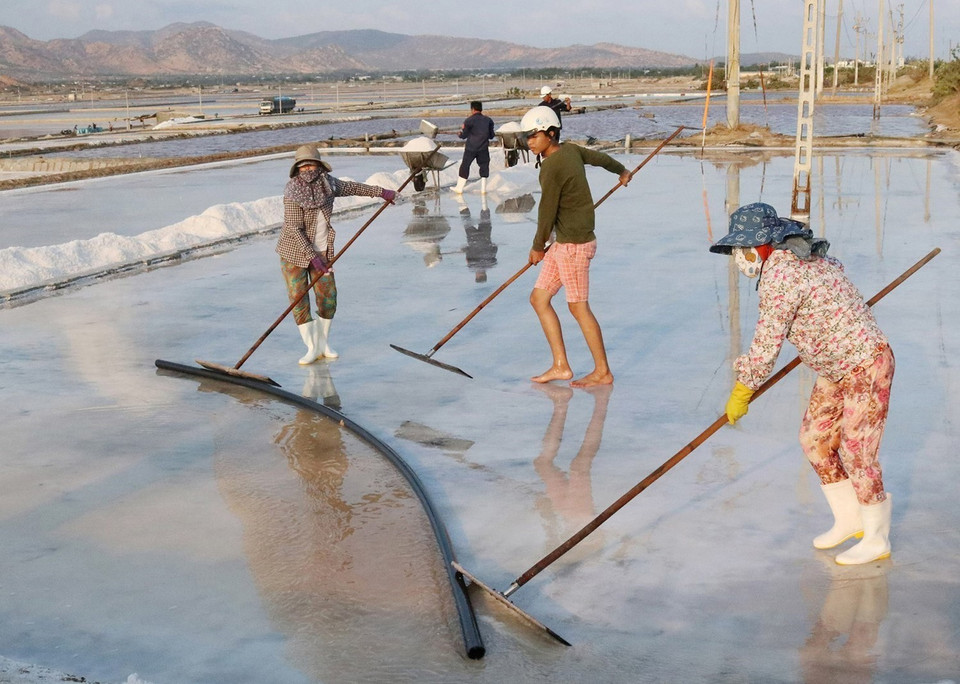 5 năm trở lại đây, Ninh Thuận đã có bước phát triển đột phá trong nhiều lĩnh vực. Tốc độ tăng GRDP bình quân đạt 10,2%/năm. Trong ảnh: Diêm dân huyện Ninh Hải thu hoạch muối. (Ảnh: Nguyễn Thành/TTXVN)