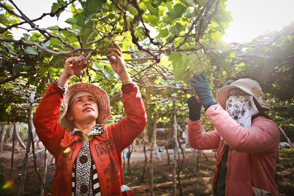 Nho là loại cây trồng đặc thù của Ninh Thuận, có hiệu quả kinh tế cao hơn so với các loại cây trồng khác trên cùng diện tích canh tác, hằng năm mang lại nguồn thu nhập đáng kể cho người sản xuất. (Ảnh: Trọng Đạt/TTXVN)