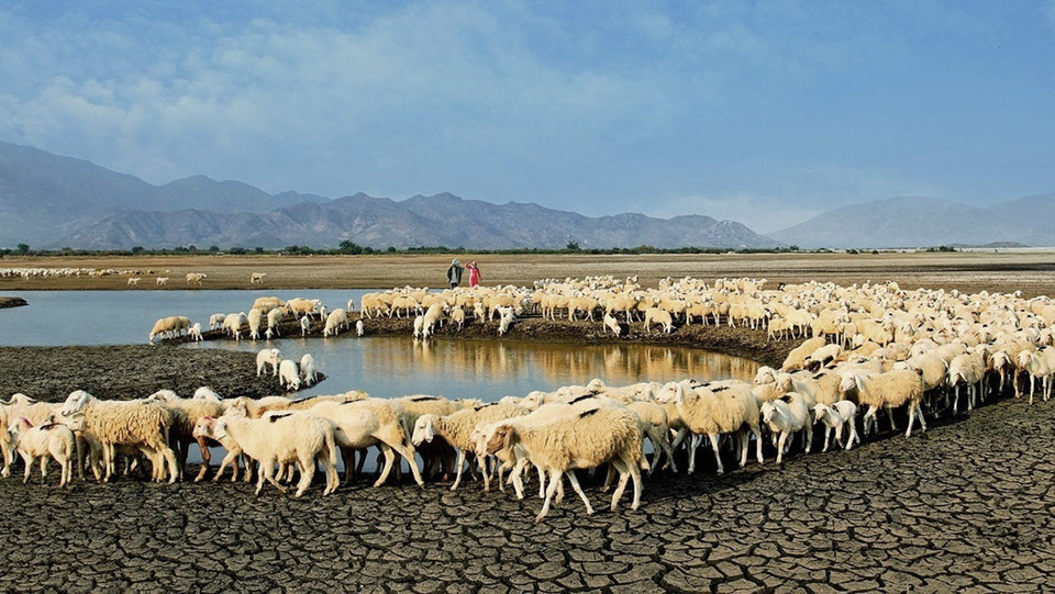 Ninh Thuận là tỉnh có đàn cừu lớn nhất nước với gần 117.000 con. Để phát huy thế mạnh này, tỉnh tập trung đẩy mạnh các chương trình hỗ trợ, chuyển giao tiến bộ khoa học kỹ thuật, phát triển chăn nuôi theo hướng công nghiệp bền vững để tăng năng suất và giá trị sản phẩm. (Ảnh: Công Thử/TTXVN)