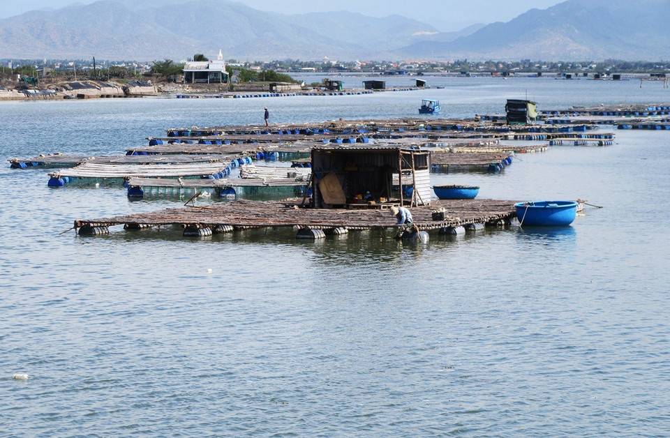 Với chủ trương tiếp tục khai thác và phát huy thế mạnh kinh tế thủy sản, giai đoạn 2020-2025, Ninh Thuận đặt mục tiêu tốc độ tăng trưởng giá trị sản xuất thủy sản bình quân đạt 2-3%/năm và thủy sản chiếm 51-52% trong cơ cấu ngành nông nghiệp. Trong ảnh: Mô hình nuôi hàu Thái Bình Dương treo dây trên bè nổi khu vực Đầm Nại, huyện Ninh Hải. (Ảnh: Nguyễn Thành/TTXVN)