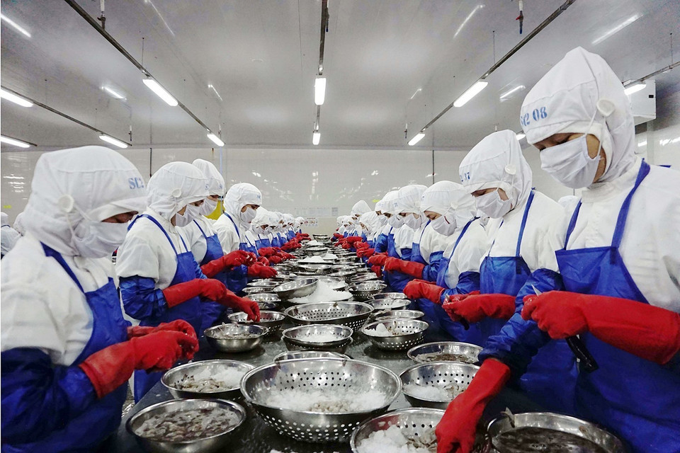 Nông nghiệp của Ninh Thuận có bước chuyển mình vượt trội khi vươn mình ra 'sân chơi' quốc tế. Ninh Thuận đã xuất khẩu lô tôm đông lạnh đầu tiên sang một số nước châu Âu theo Hiệp định EVFTA. Trong ảnh: Chế biến tôm đông lạnh xuất khẩu sang thị trường Châu Âu theo Hiệp định EVFTA tại nhà máy của Công ty TNHH Thông Thuận trong Khu công nghiệp Thành Hải, thành phố Phan Rang-Tháp Chàm (Ninh Thuận). (Ảnh: Công Thử/TTXVN)