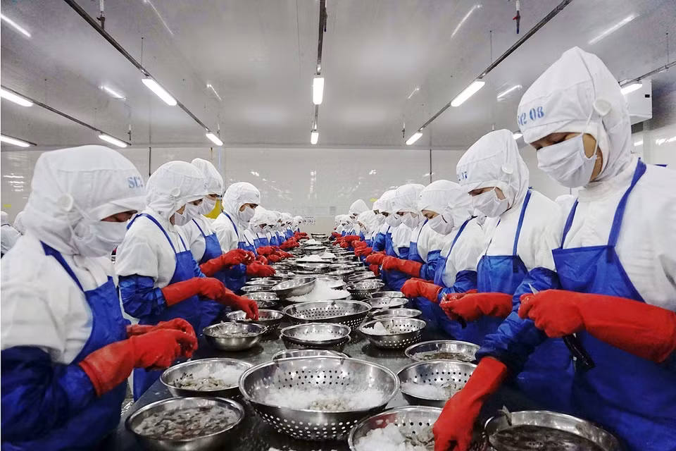 Nông nghiệp của Ninh Thuận có bước chuyển mình vượt trội khi vươn mình ra 'sân chơi' quốc tế. Ninh Thuận đã xuất khẩu lô tôm đông lạnh đầu tiên sang một số nước châu Âu theo Hiệp định EVFTA. Trong ảnh: Chế biến tôm đông lạnh xuất khẩu sang thị trường Châu Âu theo Hiệp định EVFTA tại nhà máy của Công ty TNHH Thông Thuận trong Khu công nghiệp Thành Hải, thành phố Phan Rang-Tháp Chàm (Ninh Thuận). (Ảnh: Công Thử/TTXVN)