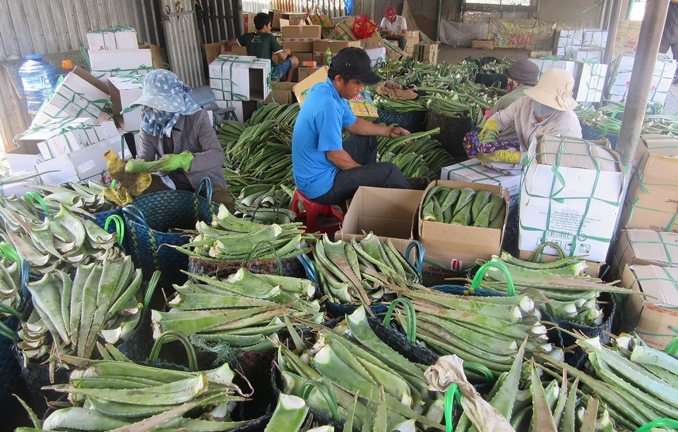 Tận dụng thời tiết nắng nhiều và đảm bảo nguồn nước tưới, nhiều hộ nông dân ở Ninh Thuận trồng nha đam, thu lãi hàng chục triệu đồng mỗi tháng. (Ảnh: Nguyễn Thành/TTXVN)