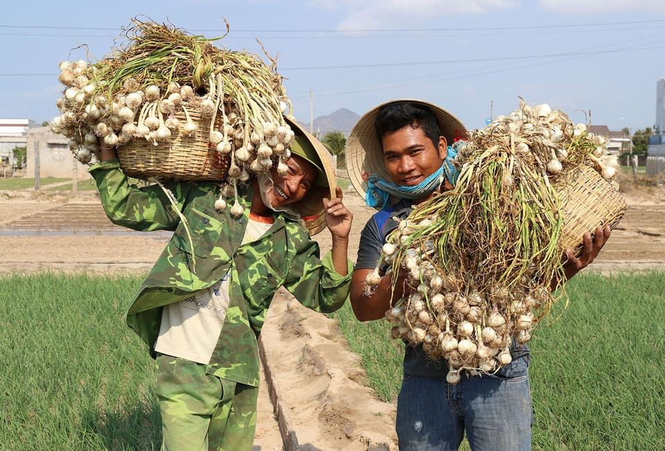 Sản phẩm tỏi Phan Rang của Ninh Thuận được Cục Sở hữu trí tuệ (Bộ Khoa học và Công nghệ) cấp văn bằng bảo hộ Nhãn hiệu tập thể. Giống tỏi đặc sản này được trồng tập trung chủ yếu ở các huyện Ninh Hải, Thuận Bắc và thành phố Phan Rang-Tháp Chàm. (Ảnh: Nguyễn Thành/TTXVN)