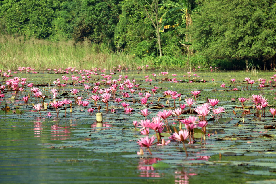 Hàng vạn bông súng tím biếc bung nở tạo nên khung cảnh thơ mộng cho dòng sông Ngô Đồng tại Khu du lịch Tam Cốc, huyện Hoa Lư, tỉnh Ninh Bình. (Ảnh: Thùy Dung/TTXVN)