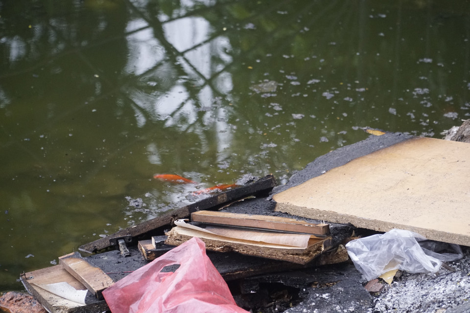 Những chú cá vàng đang mắc kẹt trong bùn bẩn, sự ô nhiễm của khu vực sông, hồ. (Ảnh: PV/Vietnam+)