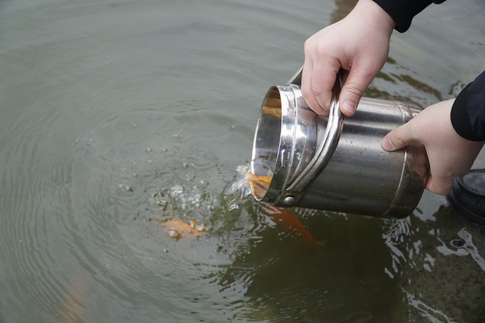 Một số người dân mang xô, chậu, nồi,.. để đựng thả cá thay vì túi nilon. (Ảnh: PV/Vietnam+)