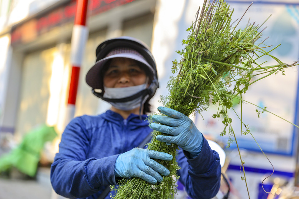 'Đặc sản' không thể thiếu mỗi khi dịp Tết: cây mùi già. Theo tục lệ xưa, người Việt lại nô nức đun nước lá mùi già để tắm trong ngày 30 Tết. Điều này đã trở thành một phong tục đẹp và là nét văn hóa của người Việt không thể thiếu mỗi dịp Tết đến xuân về. (Ảnh: Minh Hiếu/Vietnam+)