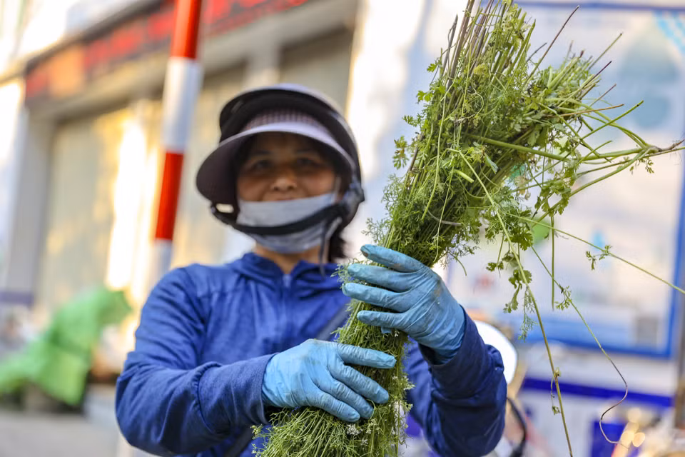 'Đặc sản' không thể thiếu mỗi khi dịp Tết: cây mùi già. Theo tục lệ xưa, người Việt lại nô nức đun nước lá mùi già để tắm trong ngày 30 Tết. Điều này đã trở thành một phong tục đẹp và là nét văn hóa của người Việt không thể thiếu mỗi dịp Tết đến xuân về. (Ảnh: Minh Hiếu/Vietnam+)