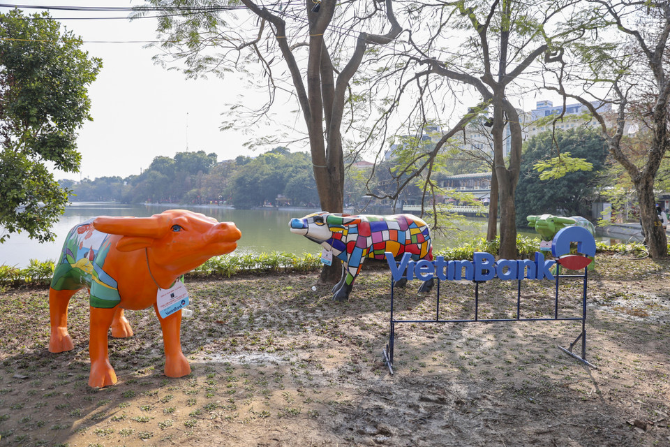Hơn 50 bức tượng điêu khắc hình con trâu có kích cỡ như trâu thật được trưng bày khắp công viên, vườn hoa ở trung tâm Hà Nội để chào mừng Tết Nguyên đán Tân Sửu. (Ảnh: Minh Hiếu/Vietnam+)
