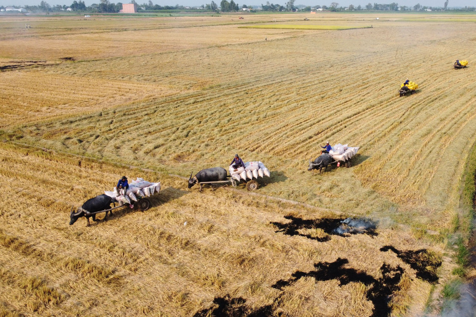 Xe trâu kéo lúa nối đuôi nhau di chuyển trên cánh đồng ở xã biên giới Thường Phước 1, huyện Hồng Ngự (Đồng Tháp). (Ảnh: Nhựt An/TTXVN)