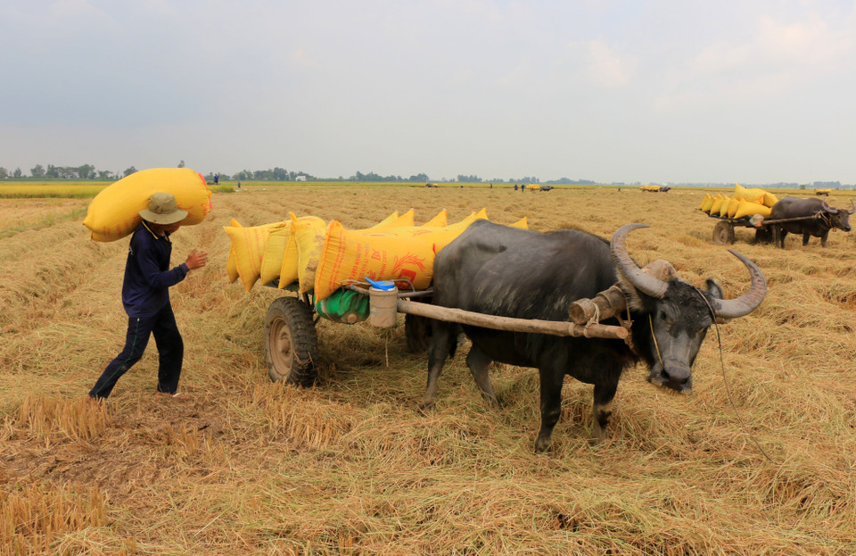 Tùy vào chiều dài quãng đường, tiền công vận chuyển mỗi bao lúa từ đồng ruộng đến điểm tập kết dao động từ 6.000-10.000 đồng. (Ảnh: Nhựt An/TTXVN)