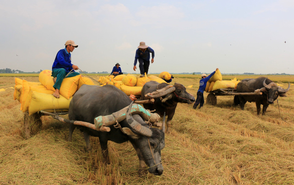 Xe trâu kéo lúa trên cánh đồng ở xã biên giới Thường Phước 1, huyện Hồng Ngự (Đồng Tháp). (Ảnh: Nhựt An/TTXVN)