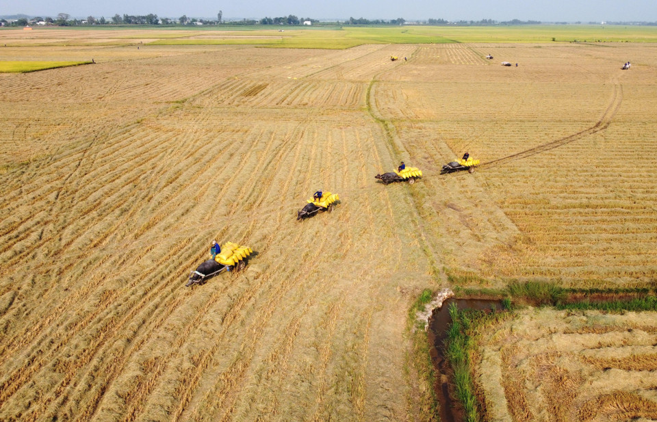 Xe trâu kéo lúa nối đuôi nhau di chuyển trên cánh đồng ở xã biên giới Thường Phước 1, huyện Hồng Ngự (Đồng Tháp). (Ảnh: Nhựt An/TTXVN)