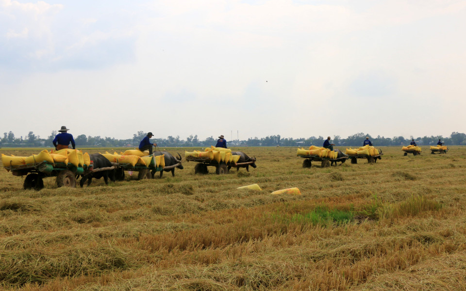Xe trâu kéo lúa nối đuôi nhau di chuyển trên cánh đồng ở xã biên giới Thường Phước 1, huyện Hồng Ngự (Đồng Tháp). (Ảnh: Nhựt An/TTXVN)