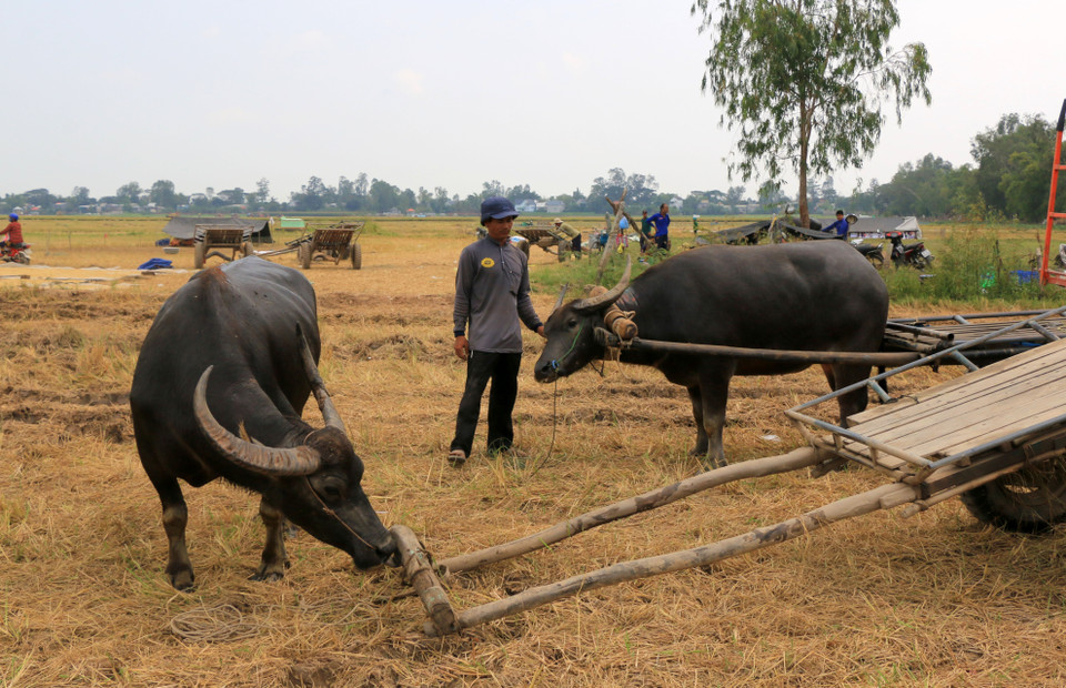 Anh Nguyễn Văn Bé Sáu, xã Thường Phước 1, huyện Hồng Ngự (Đồng Tháp), có hơn 10 năm làm nghề kéo lúa bằng xe trâu. (Ảnh: Nhựt An/TTXVN)