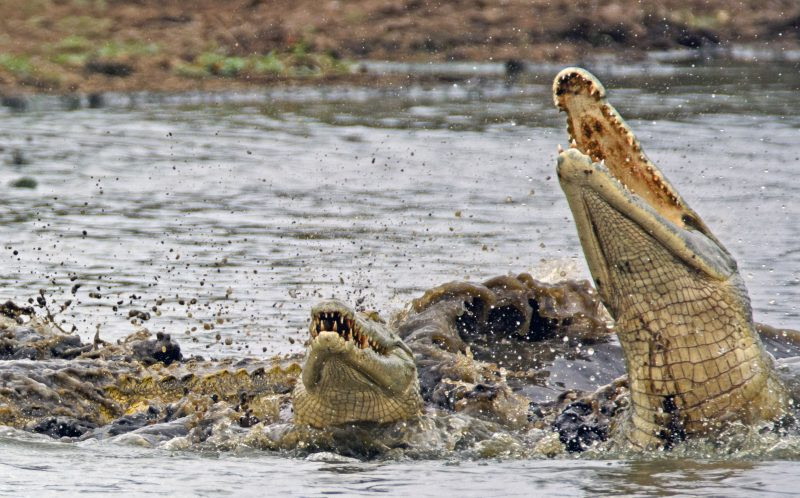 Nhận thấy miếng mồi quá khó nhằn, cá sấu đã thả cho chú rùa đi. (Nguồn: Caters News Agency)