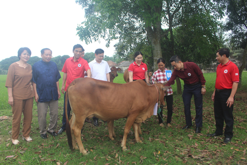 Trao bò sinh sản cho các hộ nghèo xã Hà Vinh, huyện Hà Trung (Thanh Hóa) do Hội Chữ thập Đỏ tỉnh Thanh Hóa tổ chức (2019). (Ảnh: Hoa Mai/TTXVN)