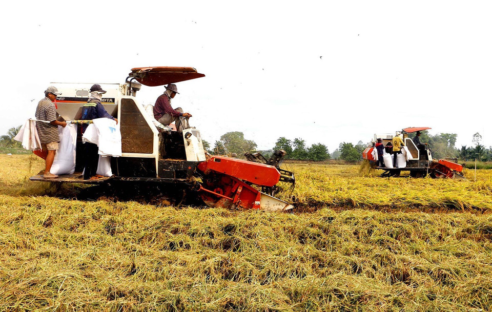 Thành phố Cần Thơ đã tích cực hỗ trợ, khuyến khích nông dân phát triển sản xuất các loại gạo thơm ngon, chất lượng cao, an toàn đáp ứng nhu cầu thị trường và ứng dụng quy trình canh tác, giải pháp công nghệ để sản xuất bền vững. Trong ảnh: Thu hoạch lúa Đông Xuân ở quận Ô Môn, thành phố Cần Thơ. (Ảnh: Thanh Liêm/TTXVN)