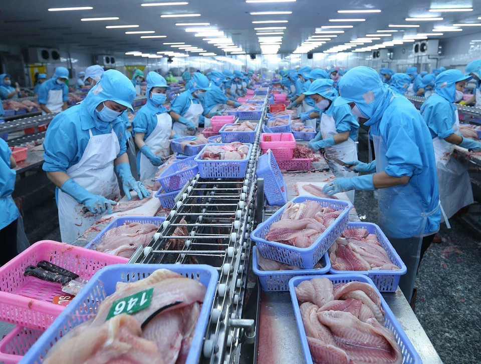 Chế biến cá tra xuất khẩu tại Công ty TNHH Công nghiệp Thủy sản Miền Nam, khu công nghiệp Trà Nóc (Cần Thơ). (Ảnh: Vũ Sinh/TTXVN)