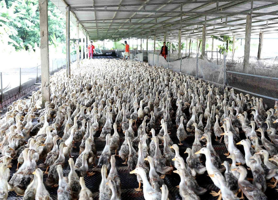 Thành phố Cần Thơ thực hiện Đề án Tái cơ cấu ngành nông nghiệp đến năm 2020 theo hướng nông nghiệp đô thị, nông nghiệp ứng dụng công nghệ cao với các sản phẩm hàng hóa và dịch vụ nông nghiệp mang tính đặc trưng của vùng đồng bằng sông Cửu Long. (Ảnh: Vũ Sinh/TTXVN)