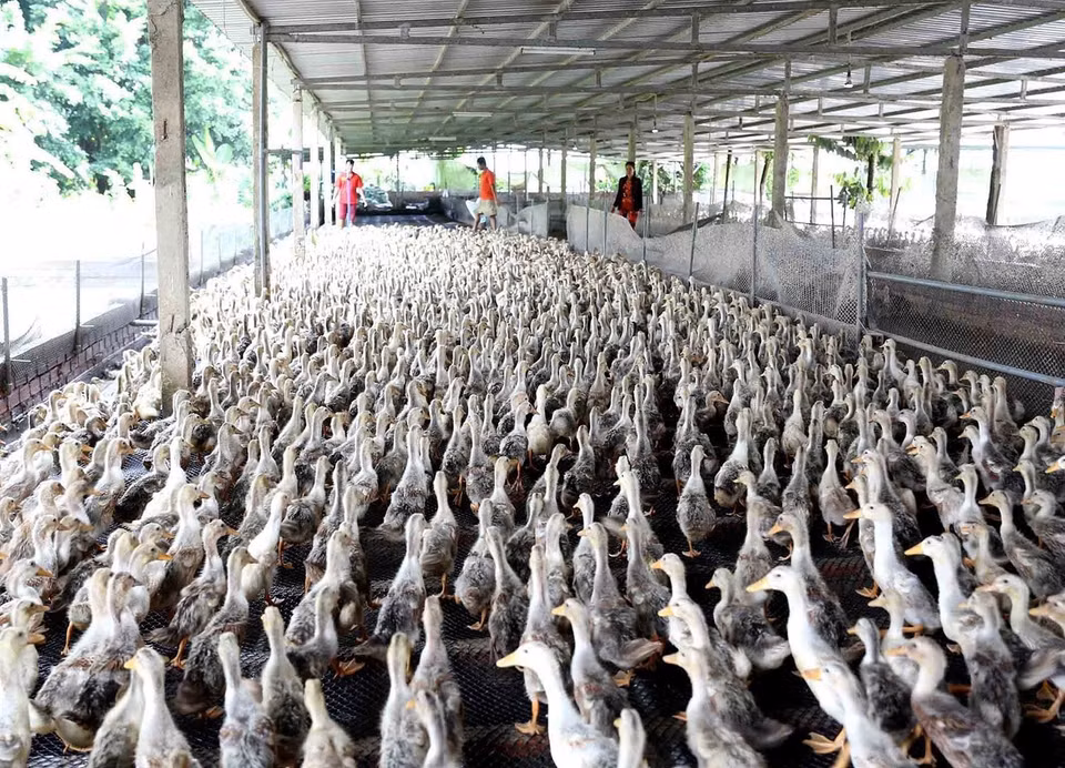 Thành phố Cần Thơ thực hiện Đề án Tái cơ cấu ngành nông nghiệp đến năm 2020 theo hướng nông nghiệp đô thị, nông nghiệp ứng dụng công nghệ cao với các sản phẩm hàng hóa và dịch vụ nông nghiệp mang tính đặc trưng của vùng đồng bằng sông Cửu Long. (Ảnh: Vũ Sinh/TTXVN)
