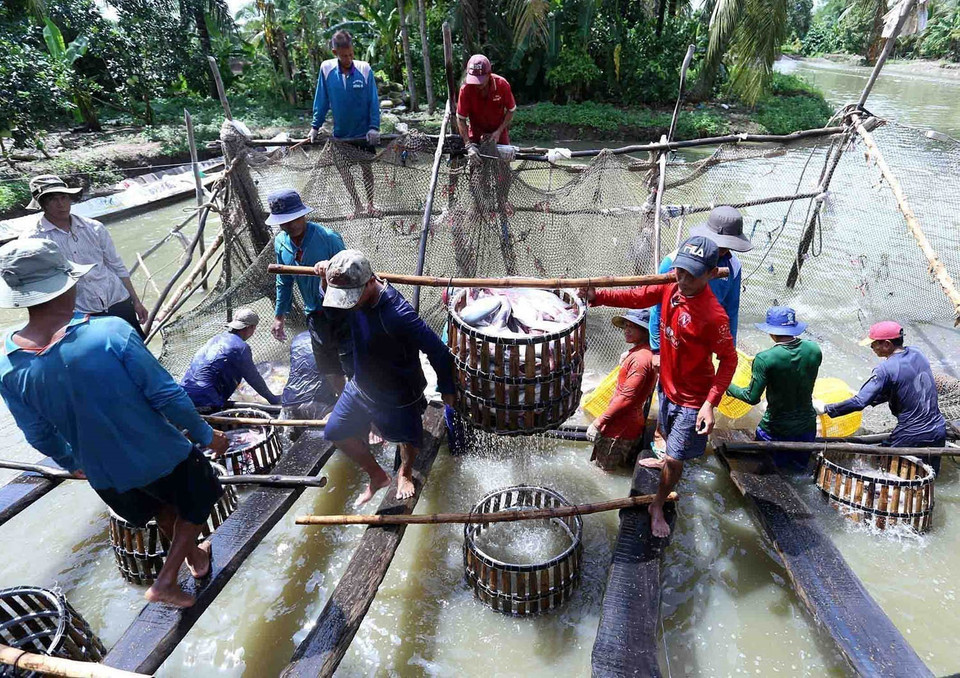 Hộ gia đình ở phường Thới An, quận Ô Môn nuôi cá tra thương phẩm liên kết với Công ty CP Đầu tư và Phát triển đa quốc gia IDI (Tập đoàn Sao Mai), mỗi năm thu hoạch khoảng 150 tấn cá thương phẩm, thu lãi 600-700 triệu đồng. (Ảnh: Vũ Sinh/TTXVN)