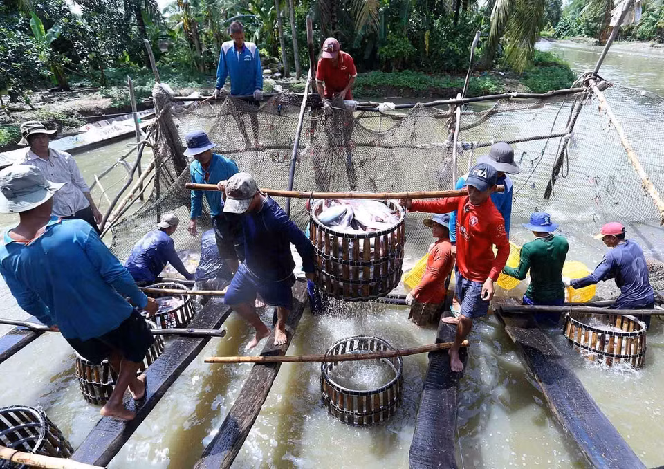 Hộ gia đình ở phường Thới An, quận Ô Môn nuôi cá tra thương phẩm liên kết với Công ty CP Đầu tư và Phát triển đa quốc gia IDI (Tập đoàn Sao Mai), mỗi năm thu hoạch khoảng 150 tấn cá thương phẩm, thu lãi 600-700 triệu đồng. (Ảnh: Vũ Sinh/TTXVN)