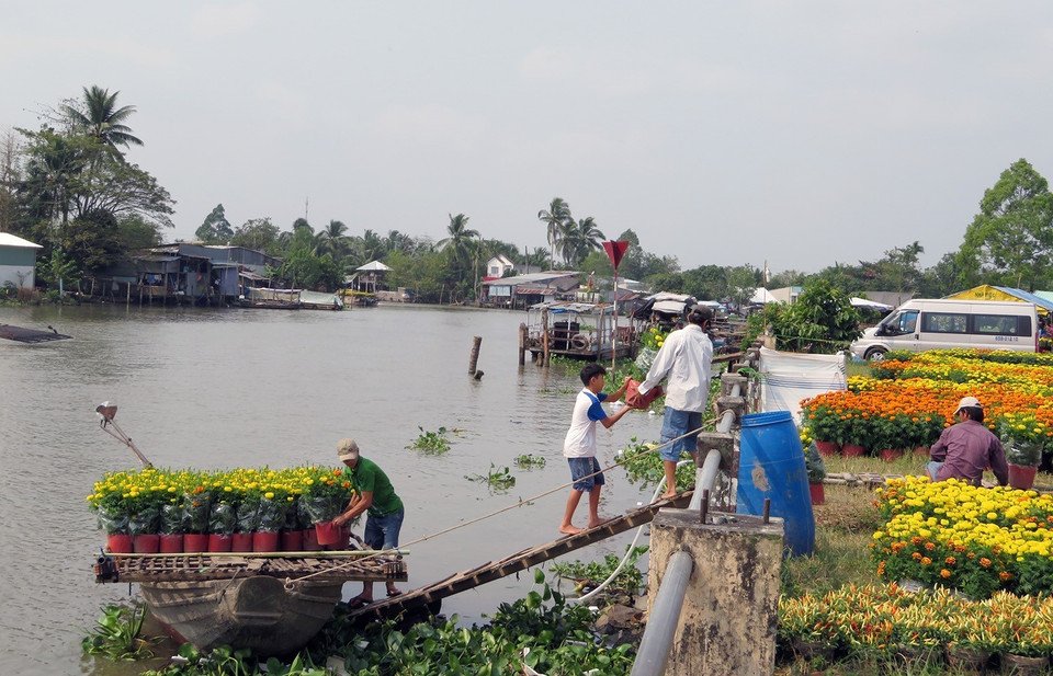Nông dân chuyển hoa dưới ghe lên bán tại các chợ hoa ở thành phố Cần Thơ. (Ảnh: Ánh Tuyết/TTXVN)