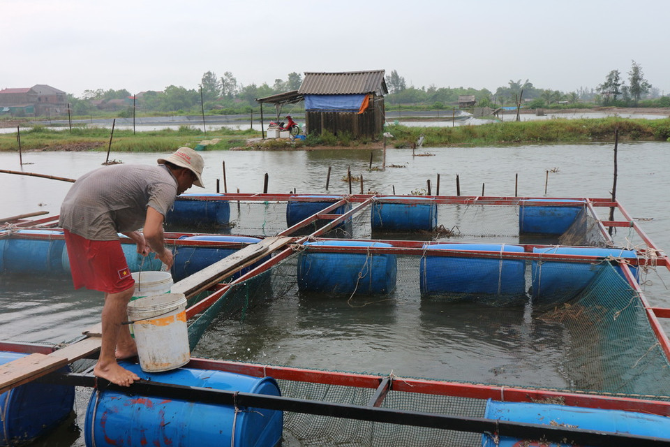Người dân xã Hộ Độ (huyện Lộc Hà, Hà Tĩnh) thu hoạch cá sớm để tránh bão. (Ảnh: Hoàng Ngà/TTXVN)