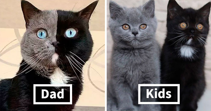 Narnia, chú mèo mang gương mặt 'chia đôi' với hai màu sắc riêng biệt, nhưng lại mang đôi mắt xanh tuyệt đẹp hiếm gặp ở mèo lông xám. Đặc biệt hơn, cặp mèo con mới chào đời, con của Narnia, trông như hai nửa hoàn hảo của gương mặt mèo bố. (Nguồn: Boredpanda)