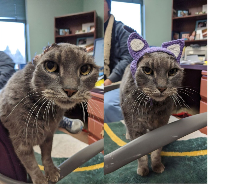 Một cô mèo mang tên Lady đã được chủ tặng cho một cặp tai bằng len sau khi phải cắt bỏ đôi tai thật. (Nguồn: Boredpanda)