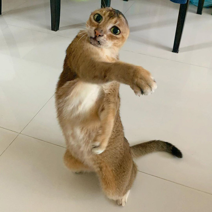 Potato, một chú mèo không tai. Potato từng phải sống lang thang trên đường phố tại Trung Quốc, và gặp một số vấn đề về sức khỏe khiến chú mất đi đôi tai. (Nguồn: Boredpanda)