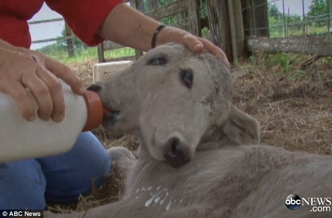 Annabel chỉ có một thân nhưng có hai đầu với bốn mắt, hai miệng, hai mũi và hai tai. (Nguồn: Daily Mail)