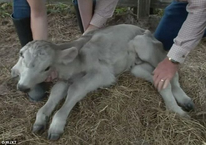 Annabel có hình dáng khác thường trên là do hiện tượng polycephaly – xảy ra khi phôi thai bắt đầu phân chia thành một cặp sinh đôi. (Nguồn: Daily Mail)