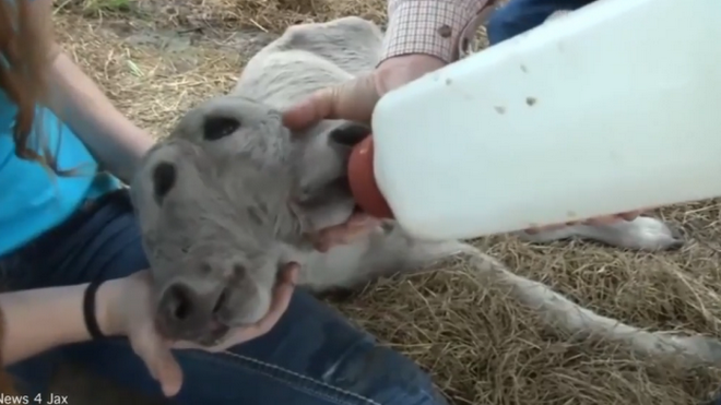 Sức khỏe của Annabel không được tốt và nó khó có thể sống quá 40 ngày. (Nguồn: Daily Mail)