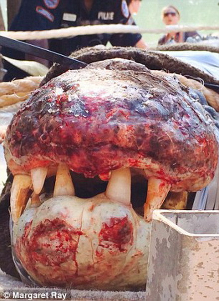 Sáu nhân viên an ninh đã bám đuổi con cá sấu trong một quãng đường dài trước khi bắt sống nó. (Nguồn: Daily Mail)