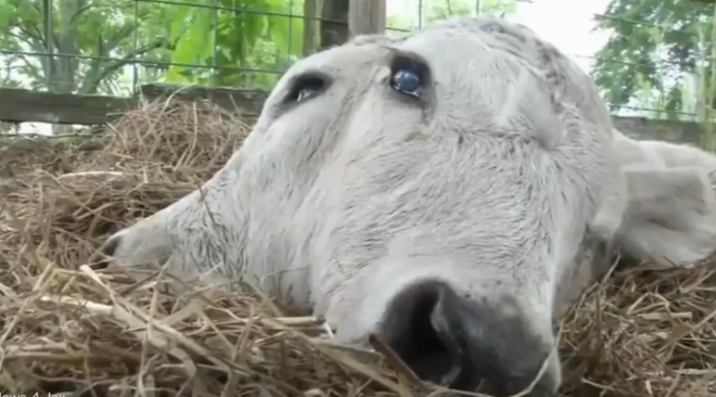 Annabel chỉ có một thân nhưng có hai đầu với bốn mắt, hai miệng, hai mũi và hai tai. (Nguồn: Daily Mail)