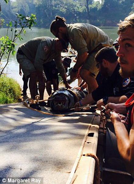 Sáu nhân viên an ninh đã bám đuổi con cá sấu trong một quãng đường dài trước khi bắt sống nó. (Nguồn: Daily Mail)