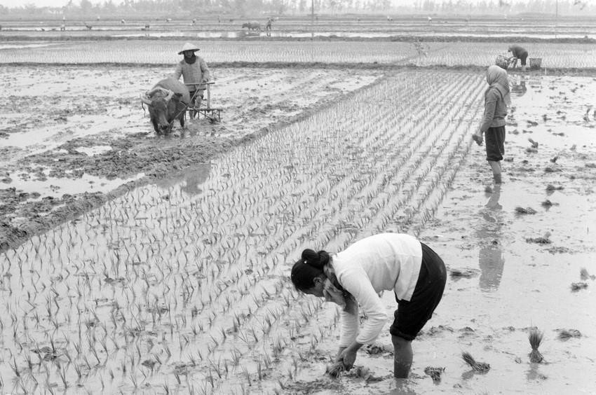 Chỉ thị 100 đã thay đổi hình thức khoán và cho phép xã viên tự chủ trong khâu gieo trồng, chăm sóc, thu hoạch và người nông dân được làm chủ sản lượng vượt khoán – Động lực của khoán 100 nằm ở điều này, bởi thế, sản lượng lương thực tăng lên rõ ràng và không ai có thể phủ nhận tác động tích cực của khoán. (Ảnh: Xuân Cầu/TTXVN)