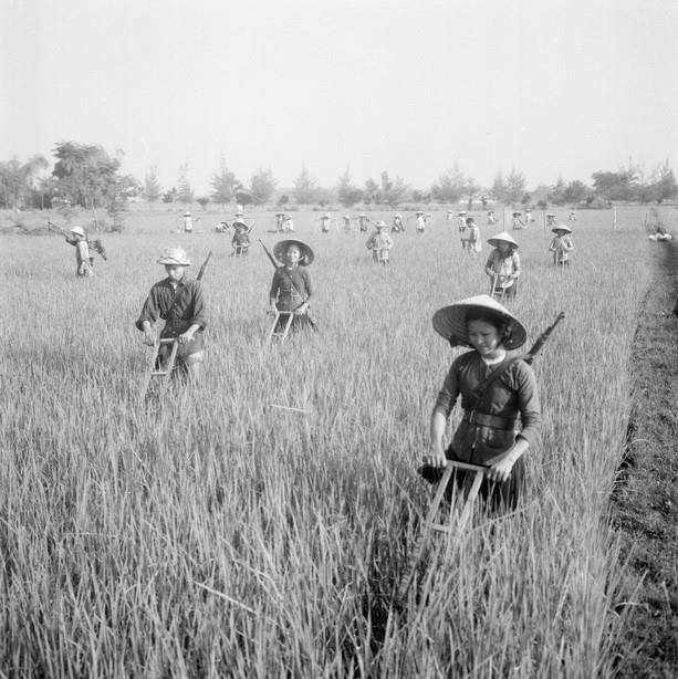 Chỉ sau vài vụ khoán thực hiện NQ 68, bộ mặt nông thôn Vĩnh Phúc đã khởi sắc, xã viên phấn khởi lao động trên đất mình được giao. Điều đó chứng tỏ Nghị quyết 68-NQ/TU đi đúng quy luật và hợp lòng dân. Trong ảnh: Chăm sóc ruộng lúa sau khi diệt trừ sâu bệnh trên diện tích lúa mùa năm 1966. (Ảnh: Hoàng Thiện/TTXVN)