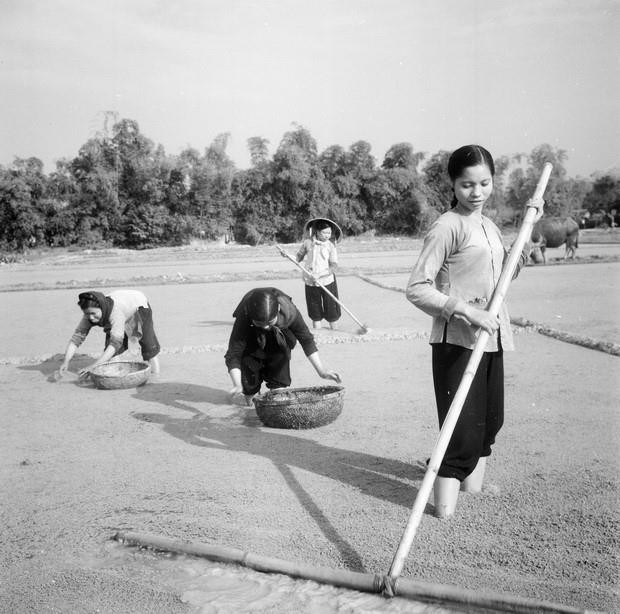 Trước khi có Nghị quyết 10, việc Ban Bí thư ra Chỉ thị 100 (tháng 1/1981) về khoán sản phẩm trong nông nghiệp đã tạo ra không khí hồ hởi trong nông nghiệp và bước phát triển mới về nông nghiệp đã nhiều lần được nhắc đến. (Ảnh: Hoàng Thiện/TTXVN)